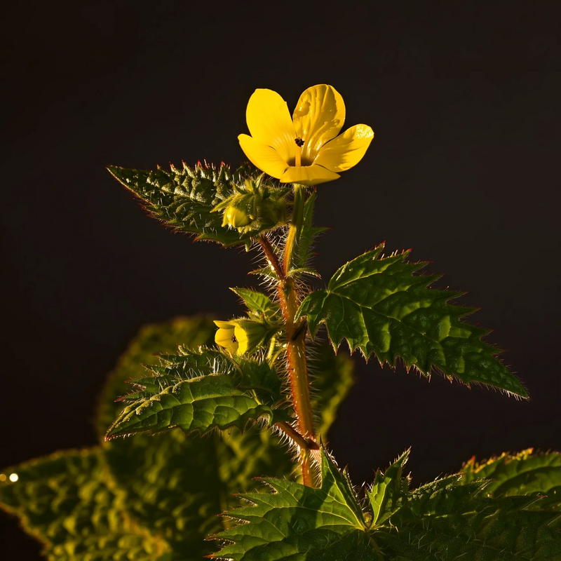 Tribulus Terrestris